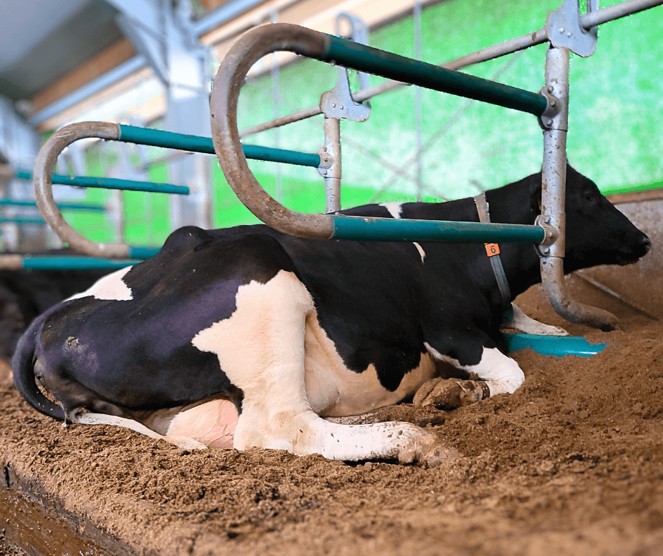 Optimaal koecomfort in de boxen met gescheiden mest