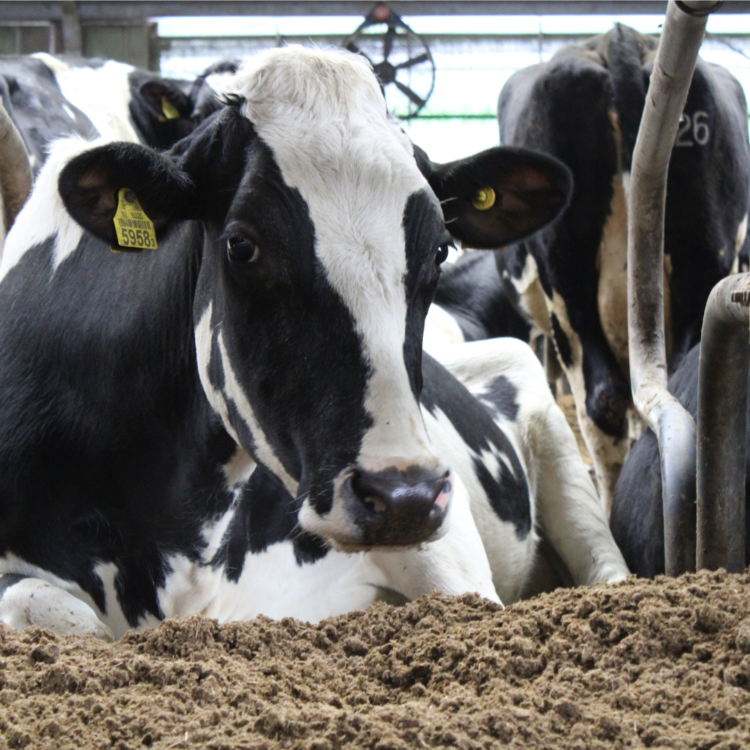 Optimaal koecomfort in de boxen met gescheiden mest of biobedding