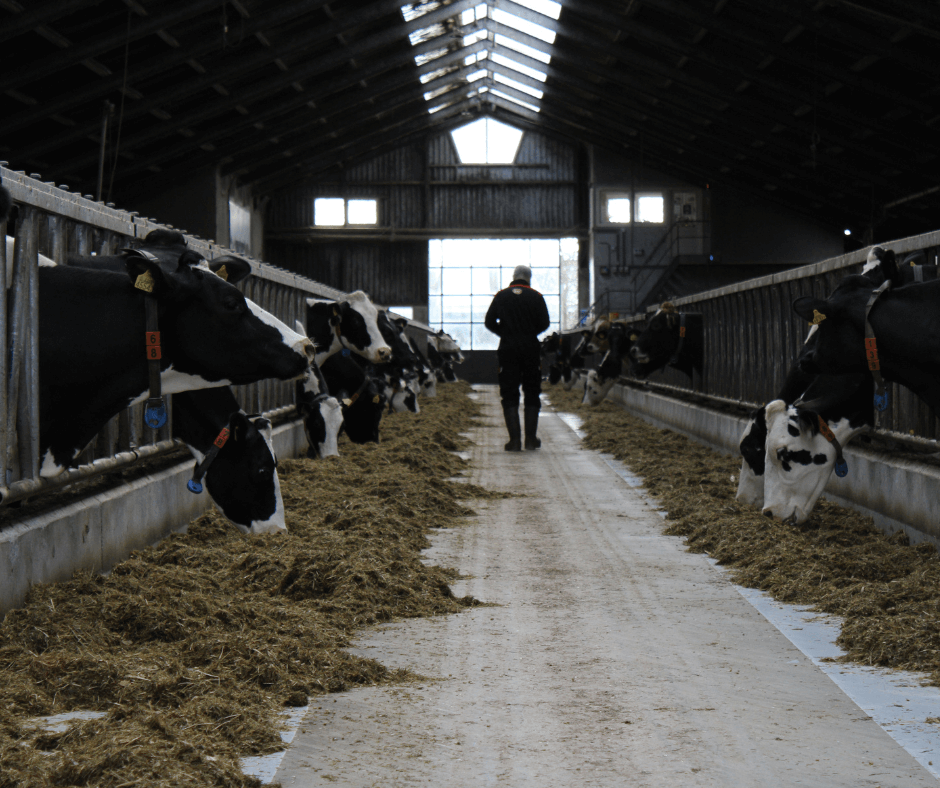 Boer Mark Sluis uit Hem loopt langs zijn melkvee