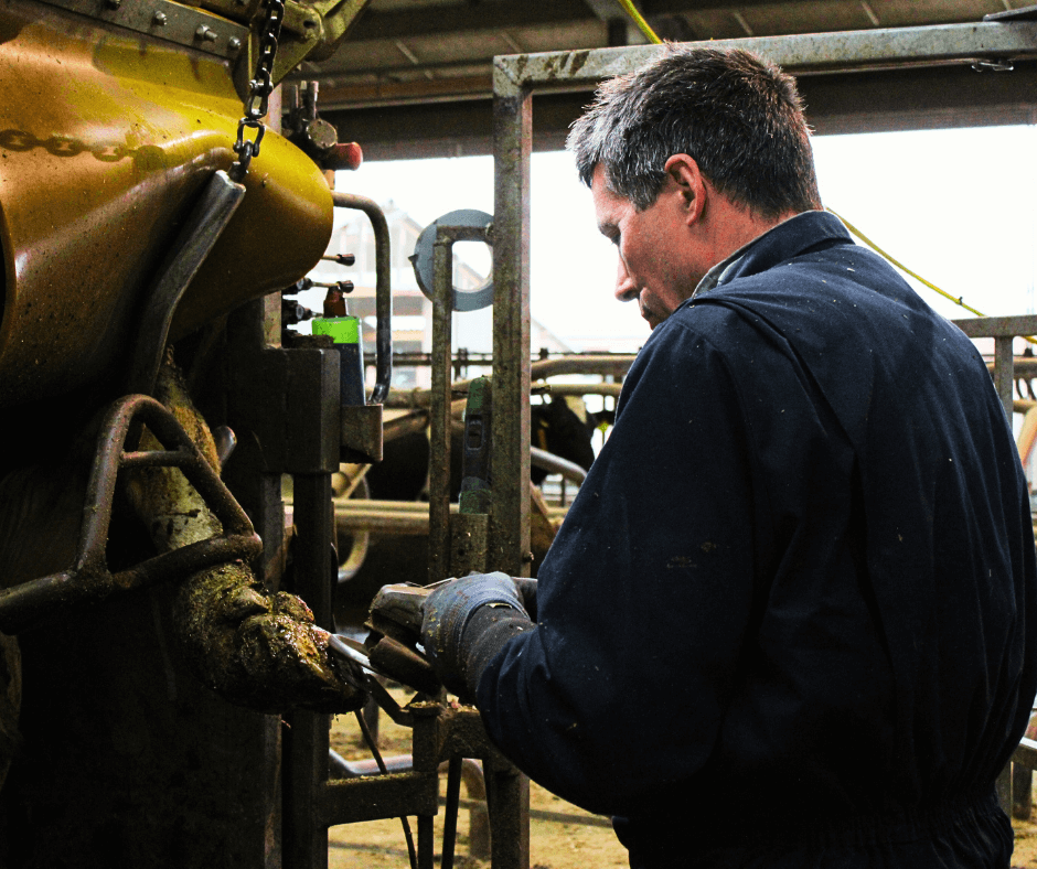 Een klauwbekapper aan het werk in de stal