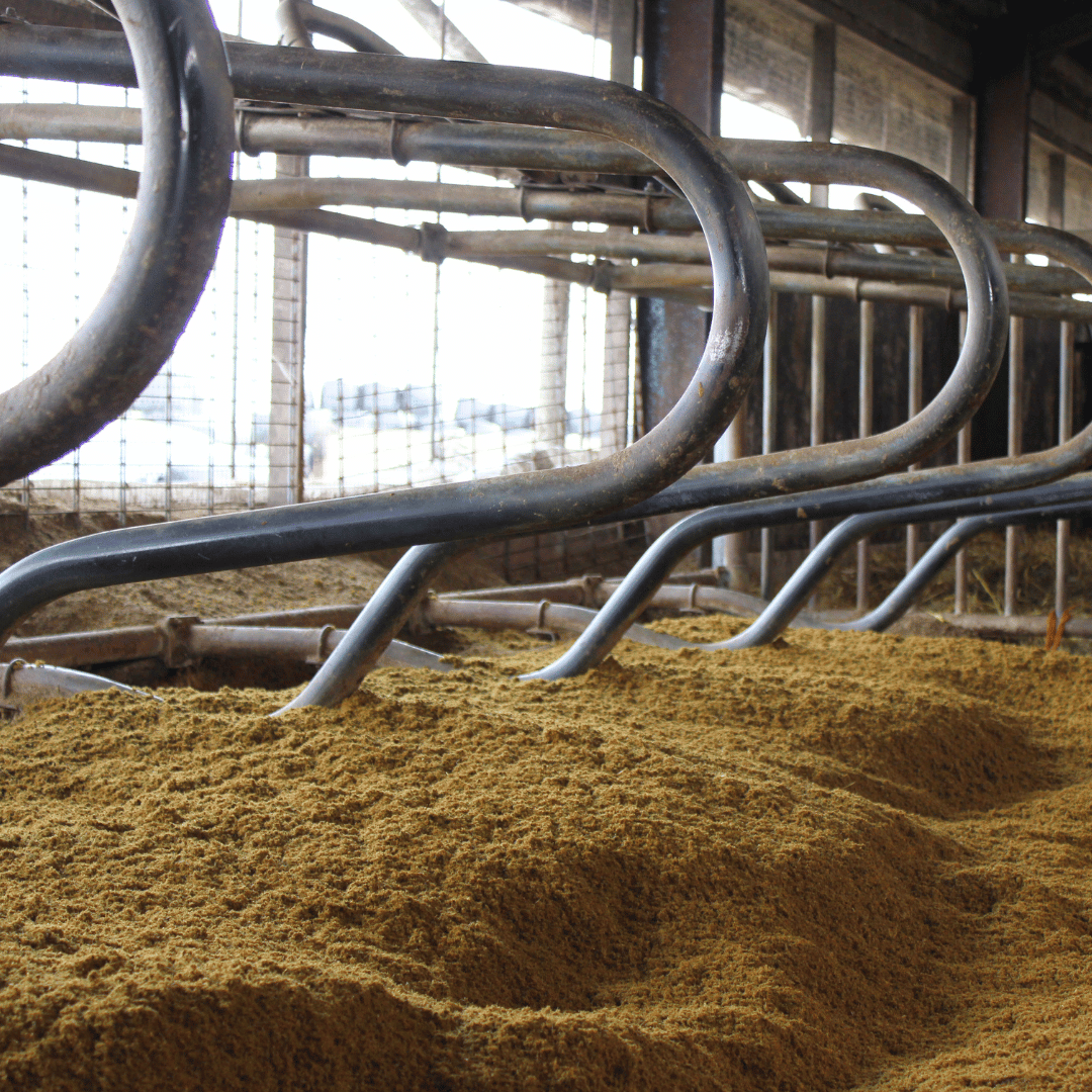 Gescheiden mest of bio-bedding mooi opgestrooid in de boxen