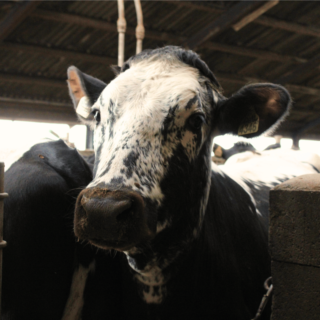 Koe wacht ongeduldig tot ze naar het ververste ligbed mag