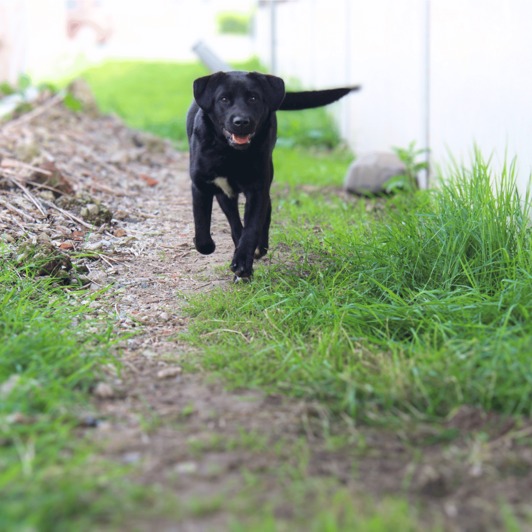 Jonge hond van Leon & Karin Schukkink