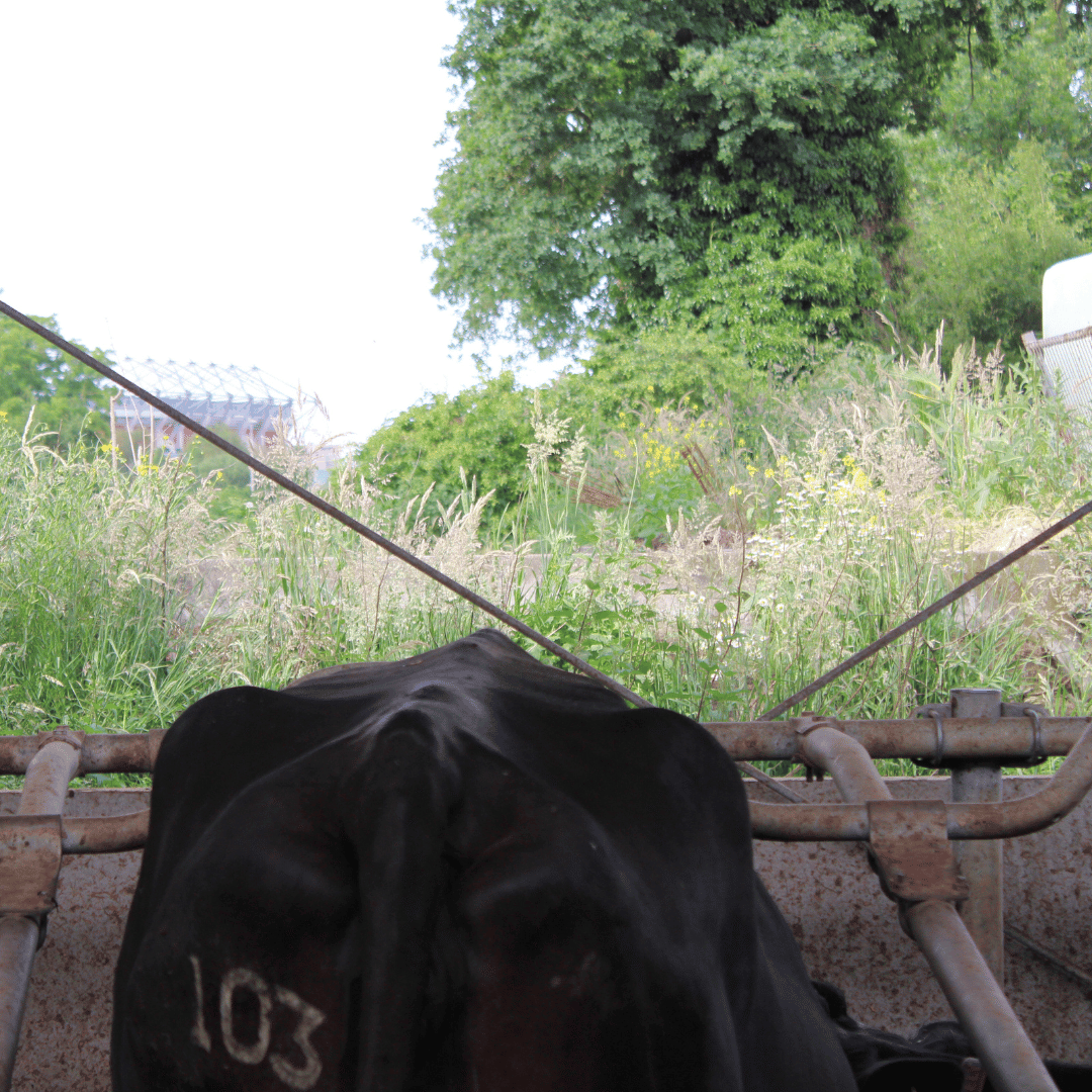 Rug van een melkkoe met op de achtergrond het voetbalstadion van FC Twente