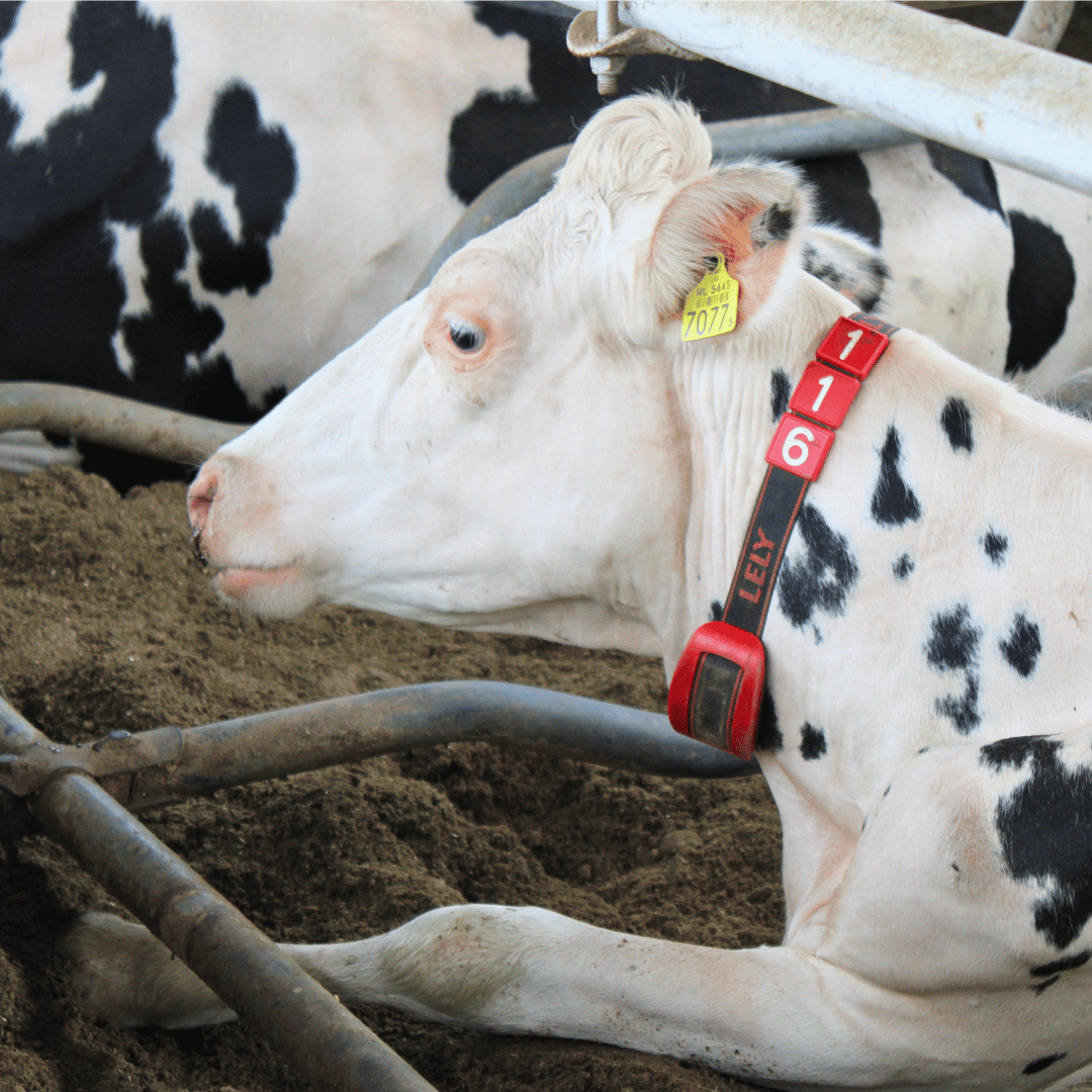 Melkkoe ontspannen in een ligbox gevuld met dikke fractie