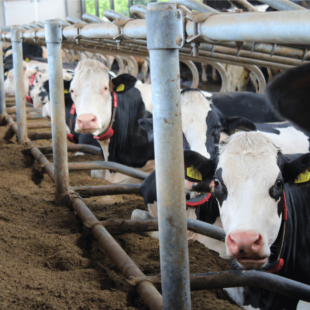 Koeien in boxen gevuld met gescheiden mest