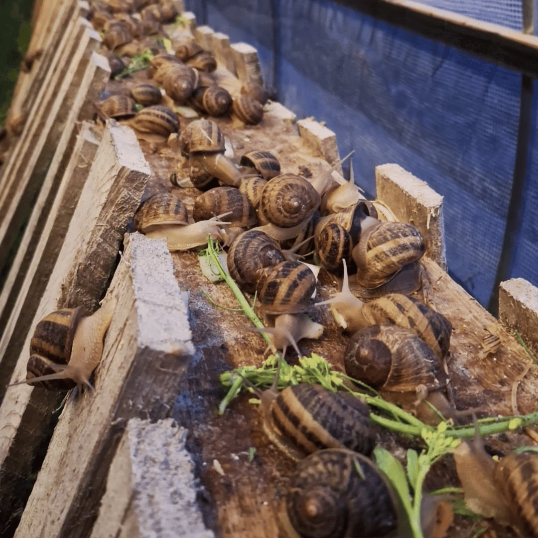 Slakkenhouderij De Twentse Slak