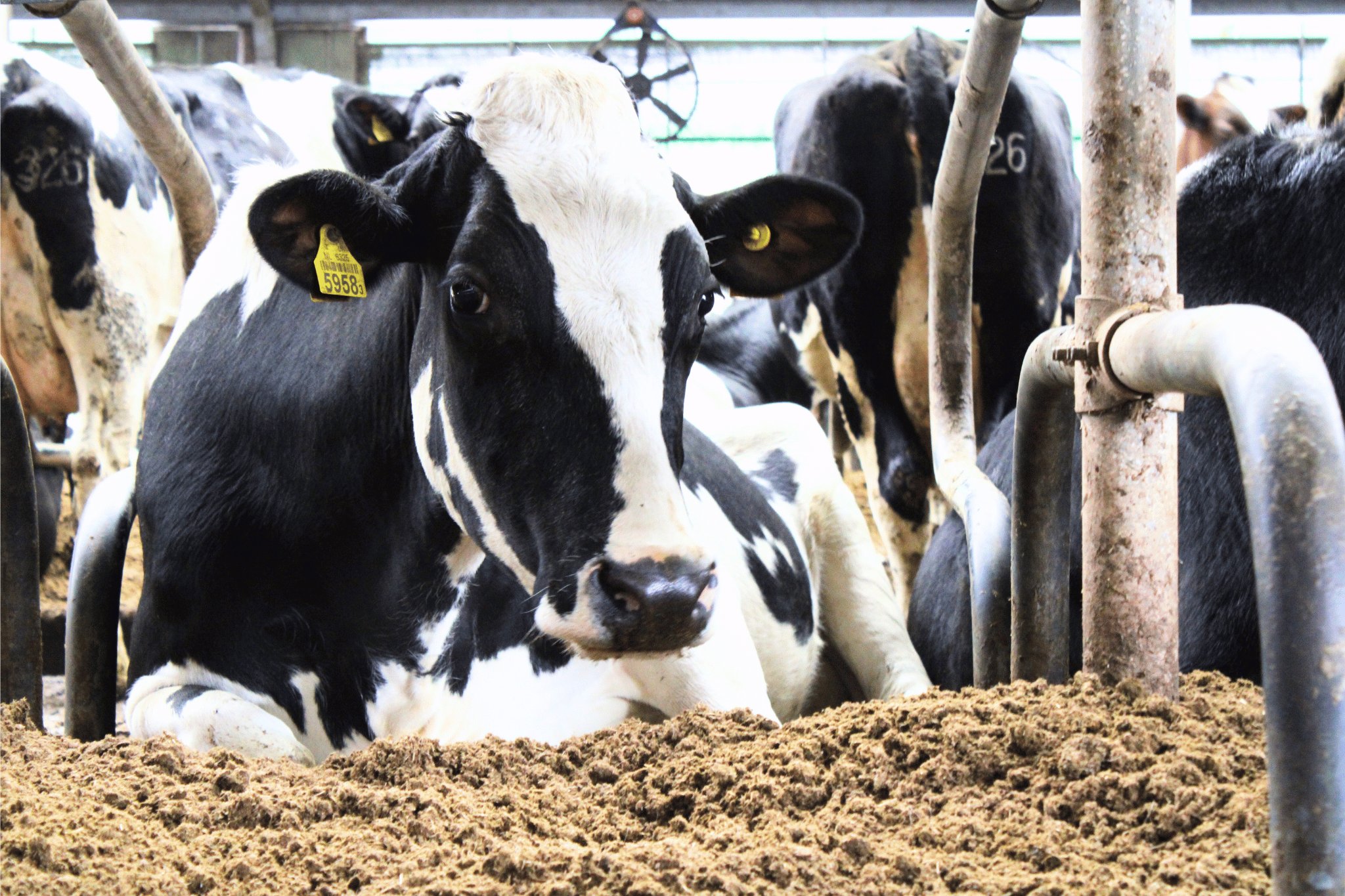 Wat motiveert deze Zuid-Hollandse veehouder al 10 jaar voor gescheiden mest?