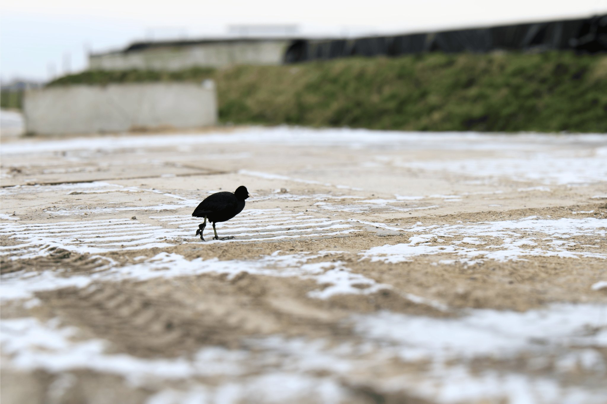 Wat motiveert deze Zuid-Hollandse veehouder al 10 jaar voor gescheiden mest?