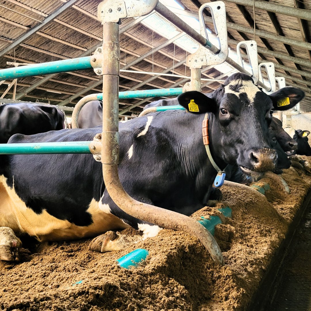 Zo helpt Mark zijn melkveebedrijf ternauwernood op de weg vooruit