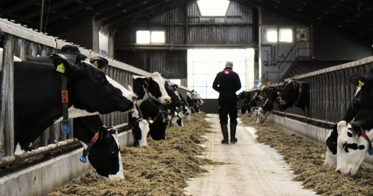 Zo helpt Mark zijn melkveebedrijf ternauwernood op de weg vooruit