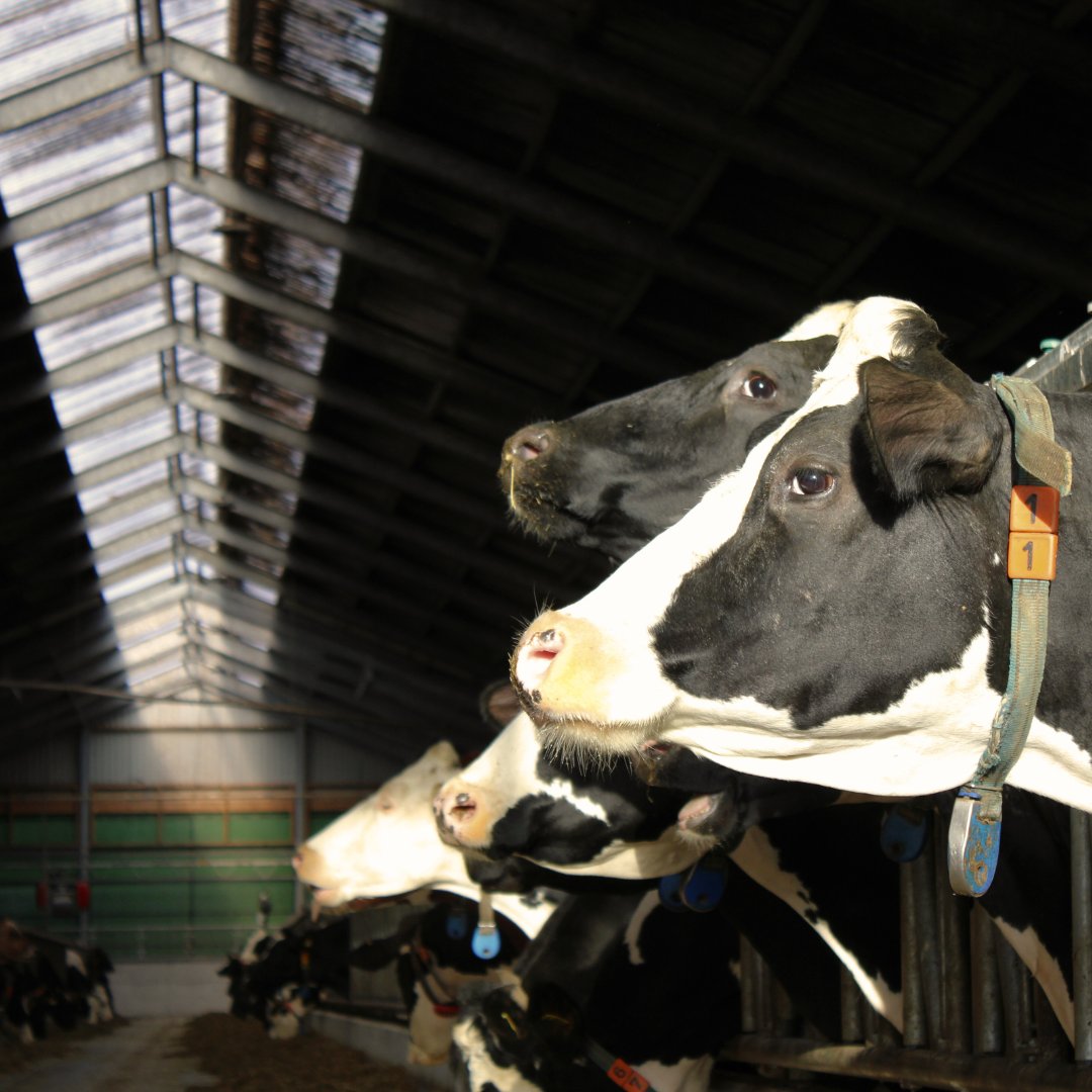 Zo helpt Mark zijn melkveebedrijf ternauwernood op de weg vooruit