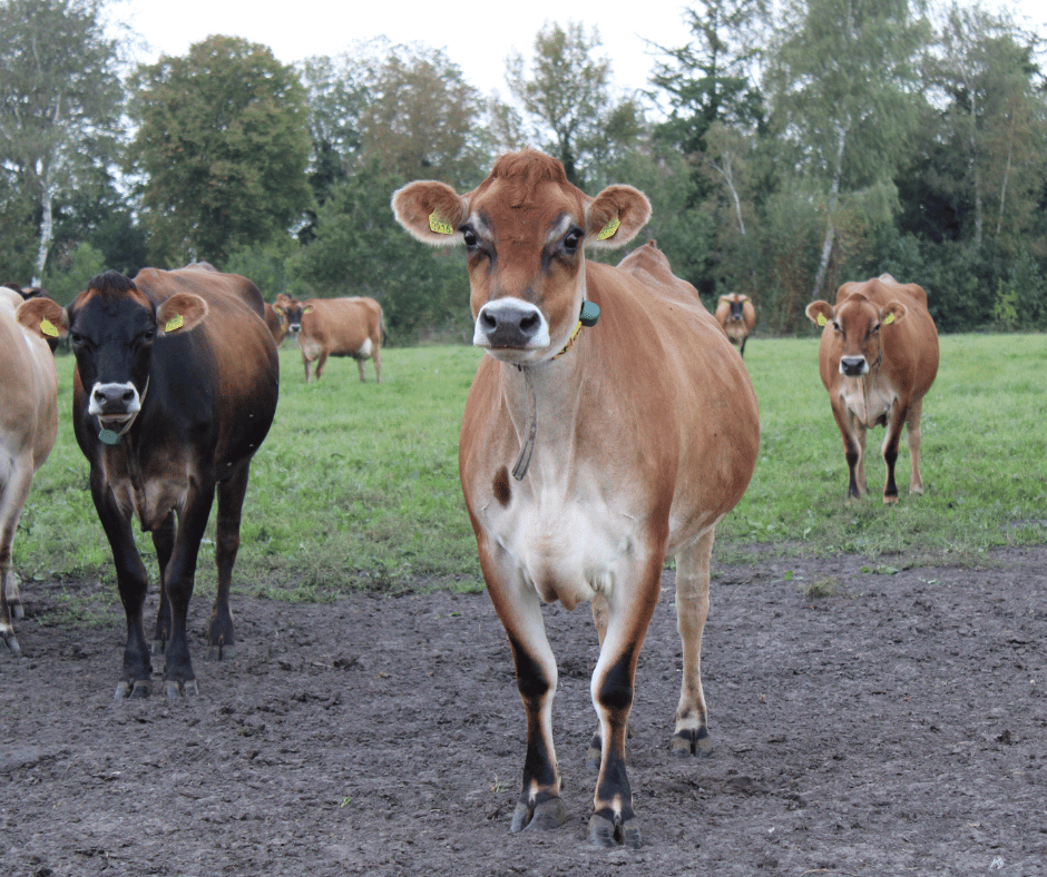 Jersey-koeien in het weiland
