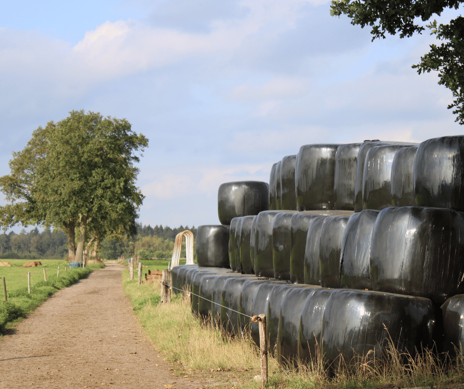 Hooibalen naast een landerijen van melkveehouder Bauke Schotanus