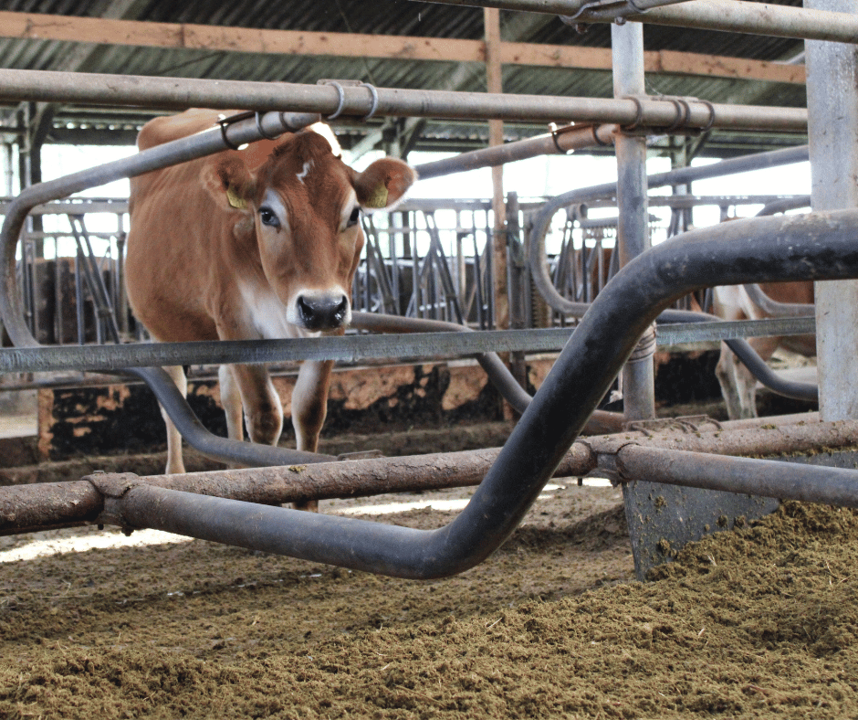 Jersey staat te trappelen om in de ververste box met dikke fractie te liggen