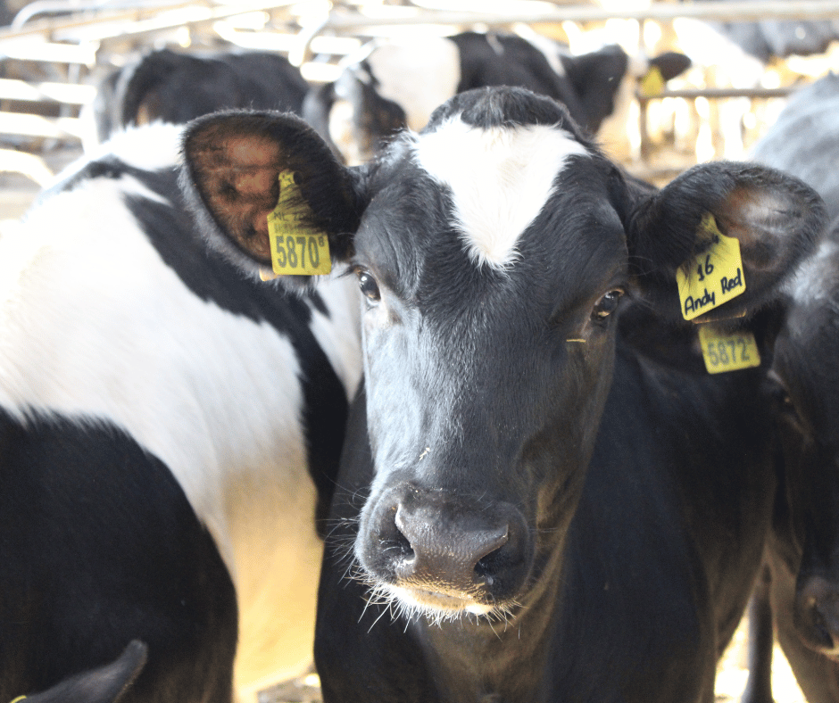 Kalf in de jongveestal op De Beemdhoeve