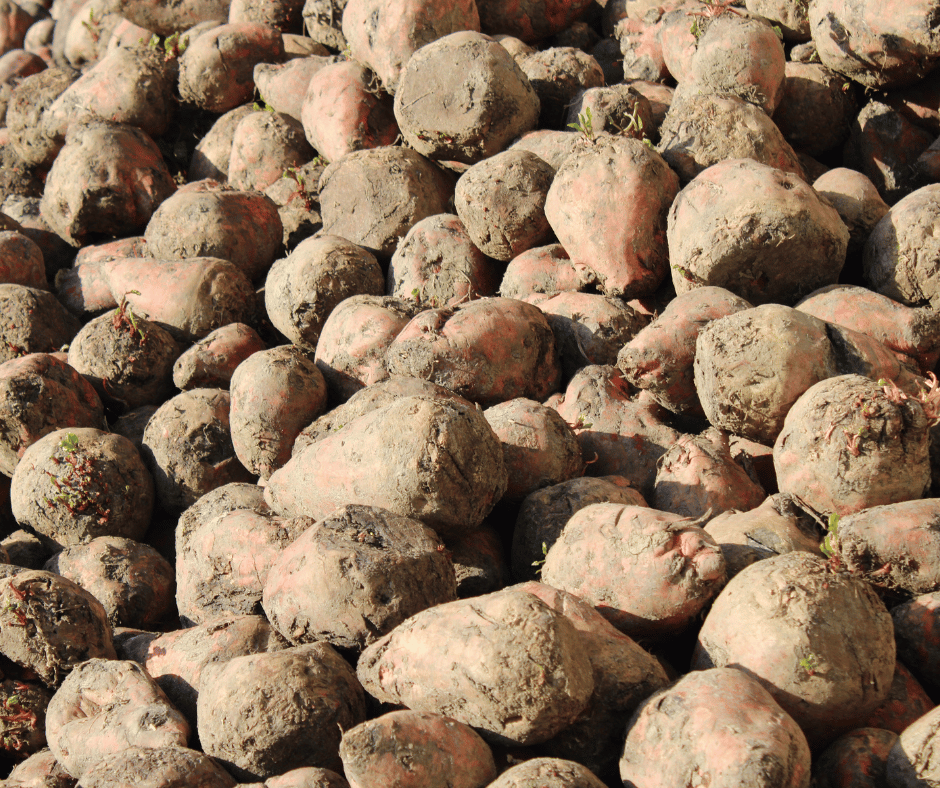 Pas gerooide suikerbieten op het bedrijf van de familie Smolders in Hooge Mierde