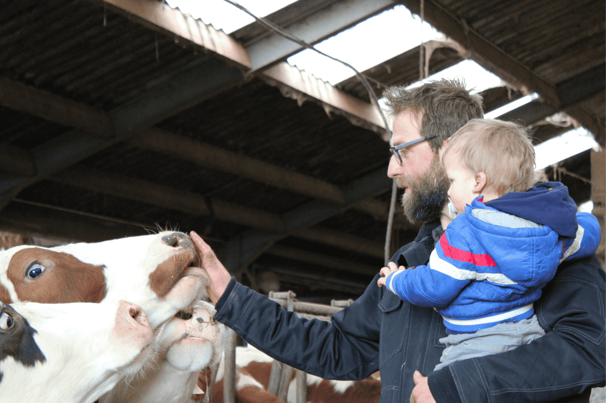Boer Jan Willem aait een melkkoe met zijn jongste zoon op de arm
