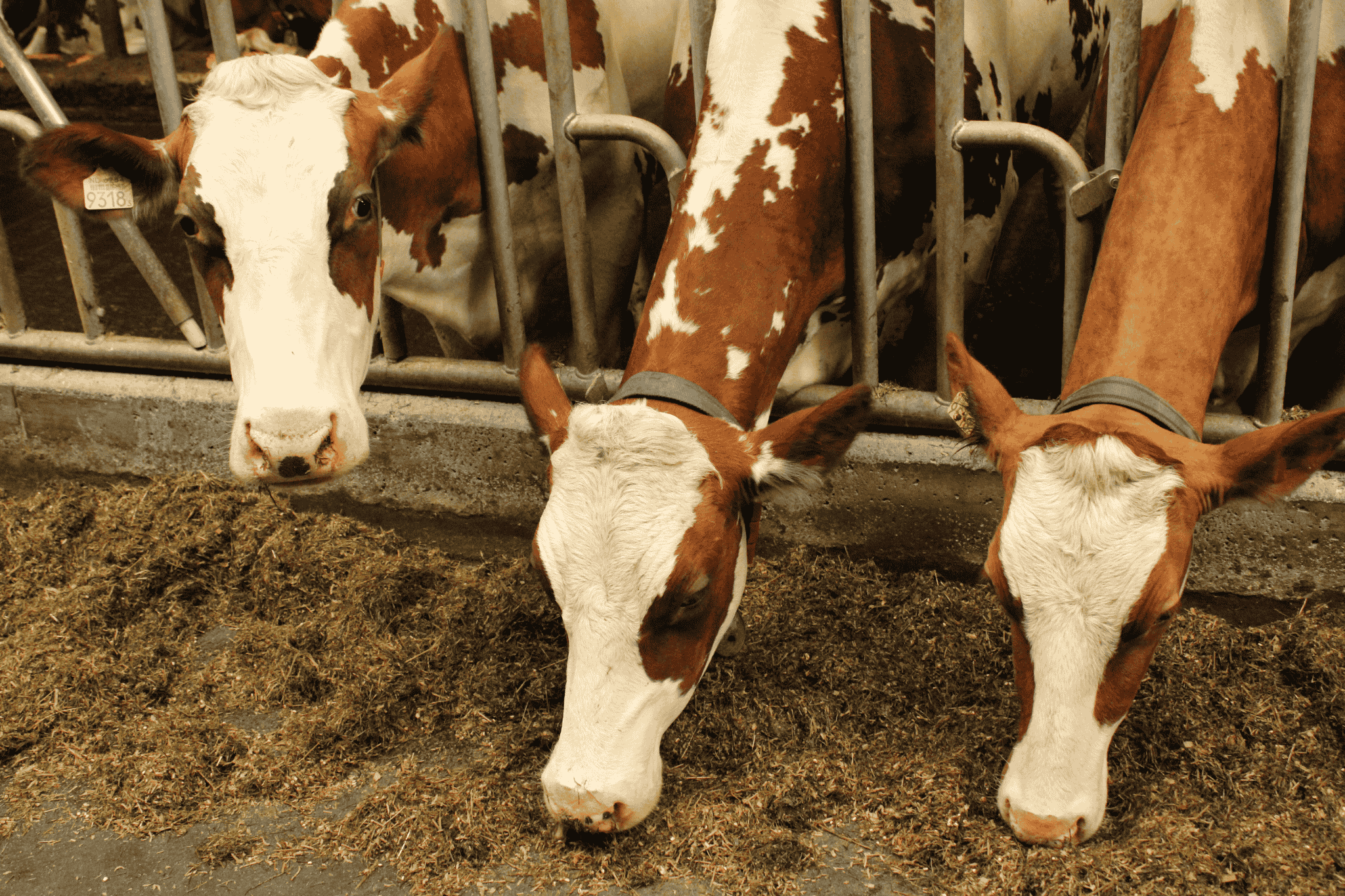 Drie roodbonte koeien bij het voerpad om kuil te vreten