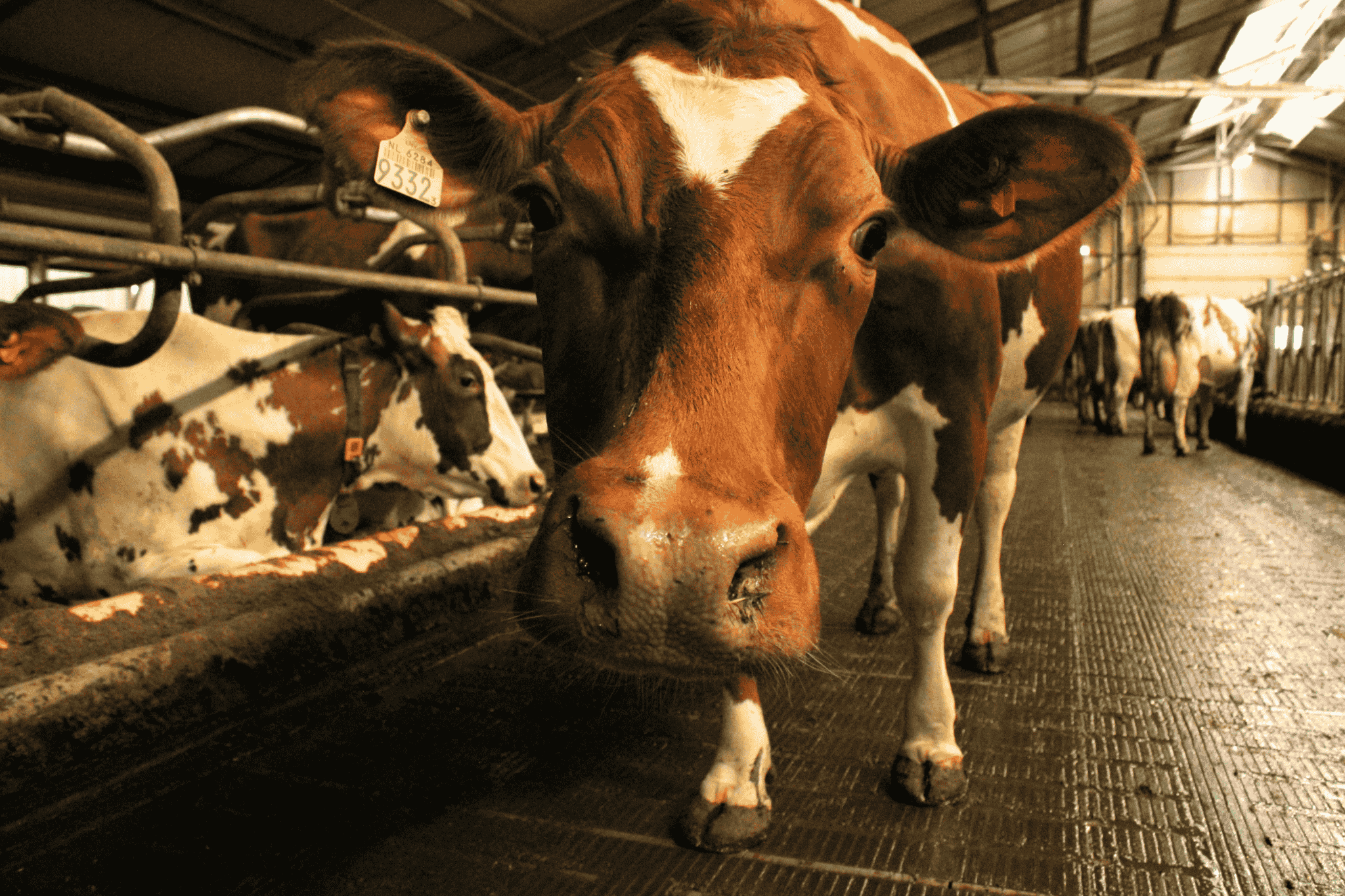 Nieuwsgierige roodbonte koe op schone semi-dichte roostervloer