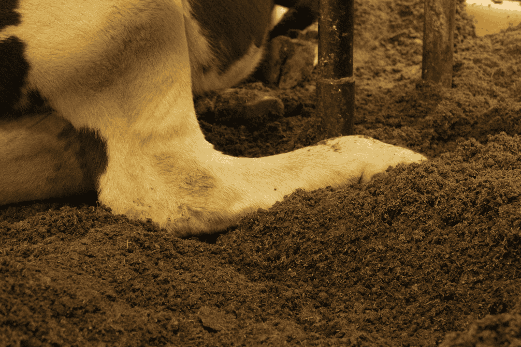 Schone koeienpoot in bio-bedding