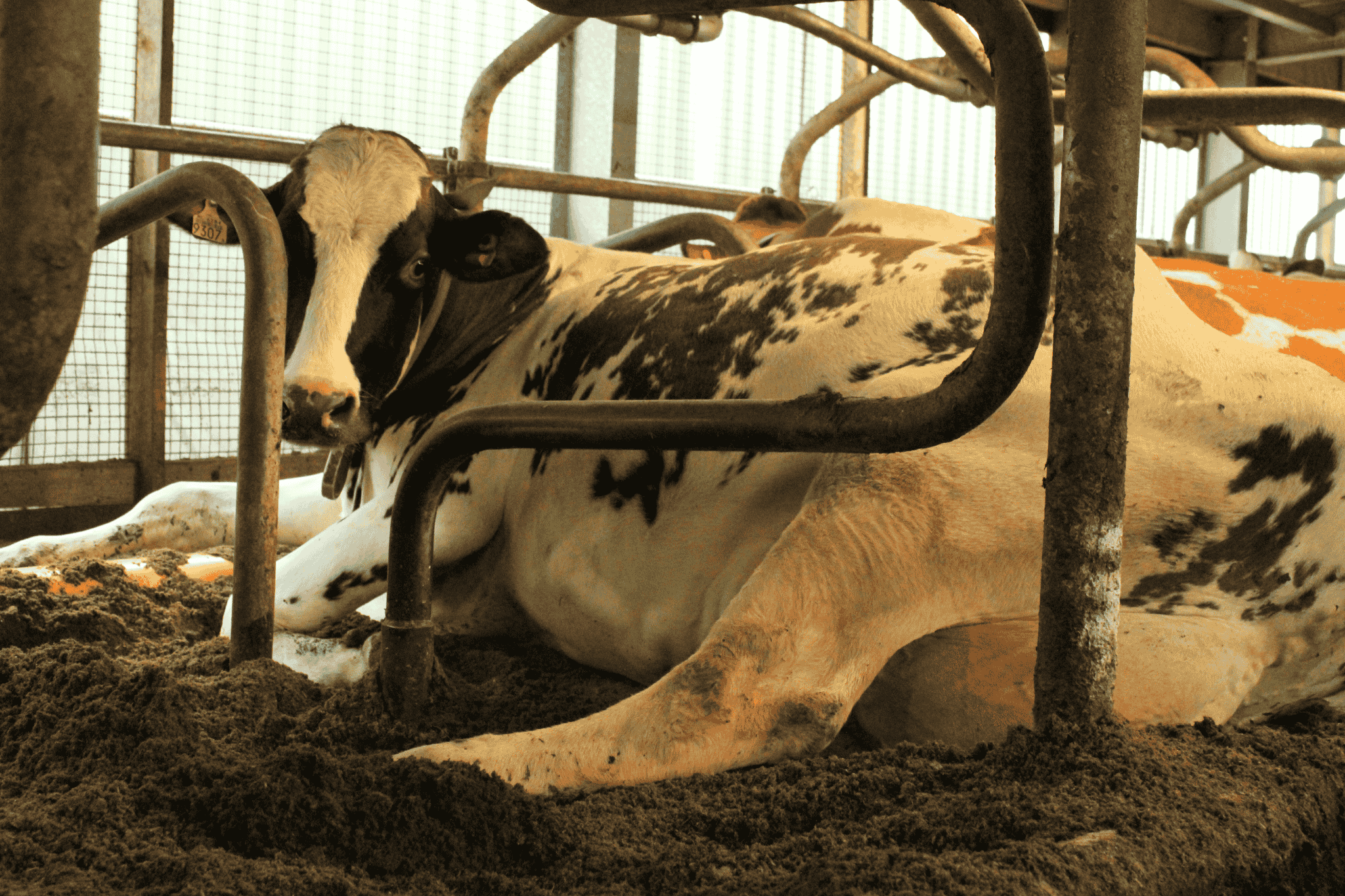 Melkkoe op zijn gemak in een ligbox gevuld met bio-bedding