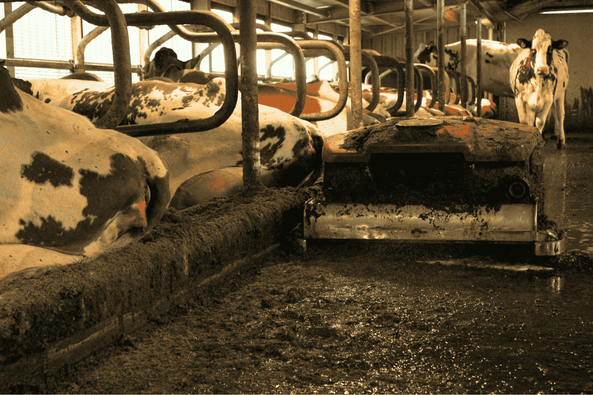 Lely Collector, onderdeel van de Lely Sphere, rijdt langs de liggende koeien om dikke mest te verzamelen.